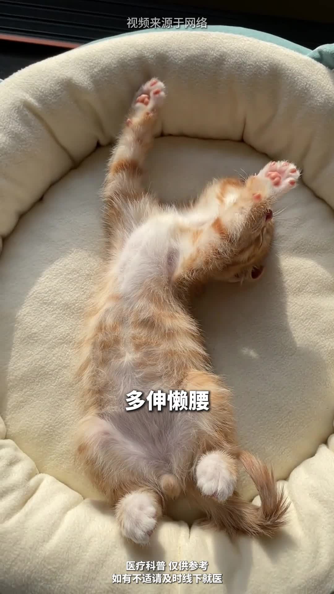 气血不足 可以像小猫一样生活