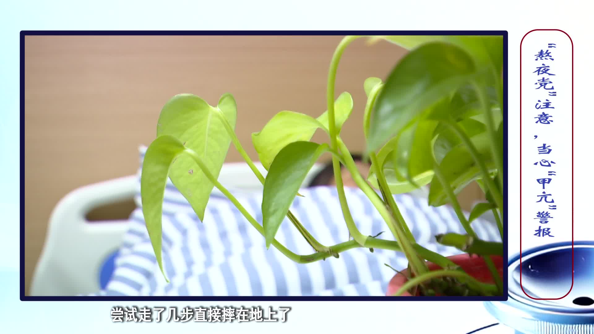 《第1健康》第315期：年轻小伙腿软无力，只因忽略了这个“小蝴蝶”
