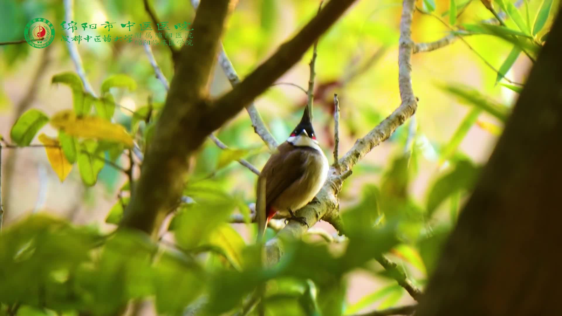 二十四節氣——處暑