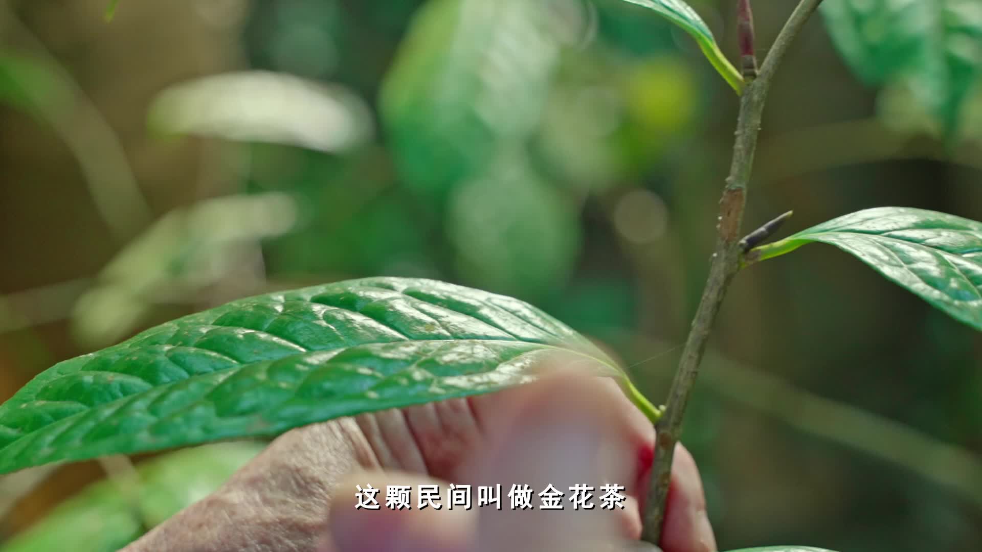 《壮医药，我们的传承》