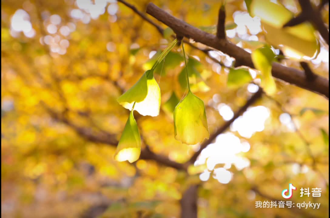 山明水净夜来霜，数树深红出浅黄—青岛眼科医院秋日景象