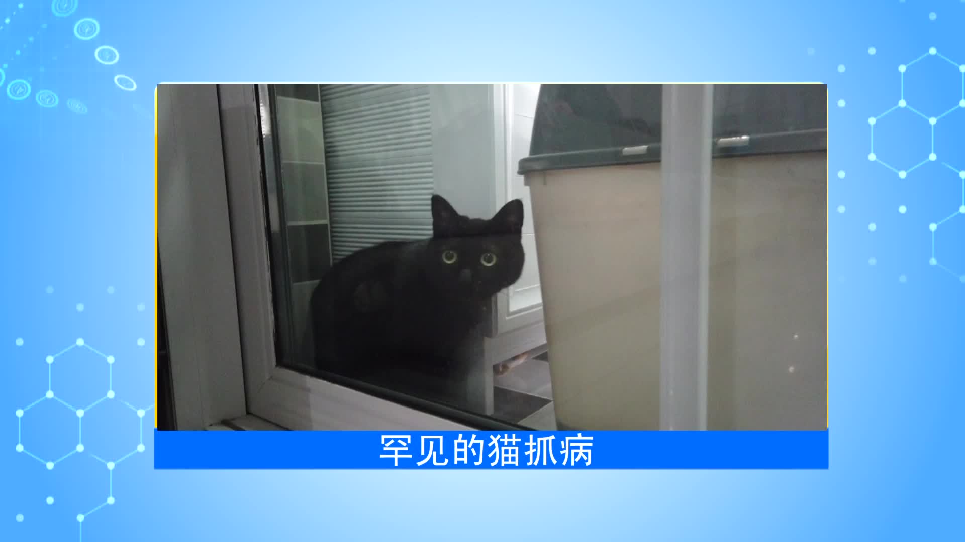 《第1健康》第75期：罕见的猫抓病