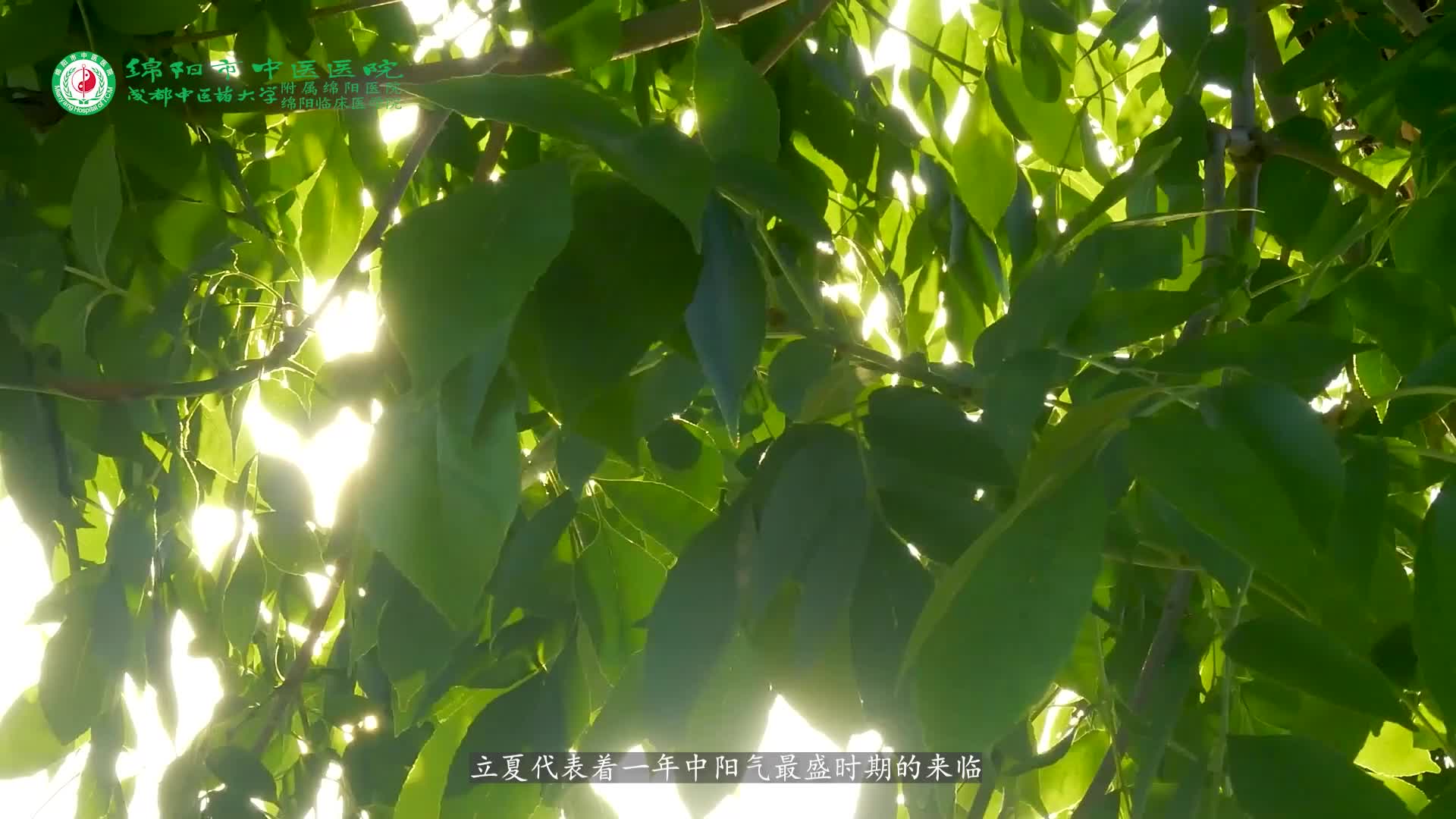 二十四节气┃立夏养好心，无病一身轻