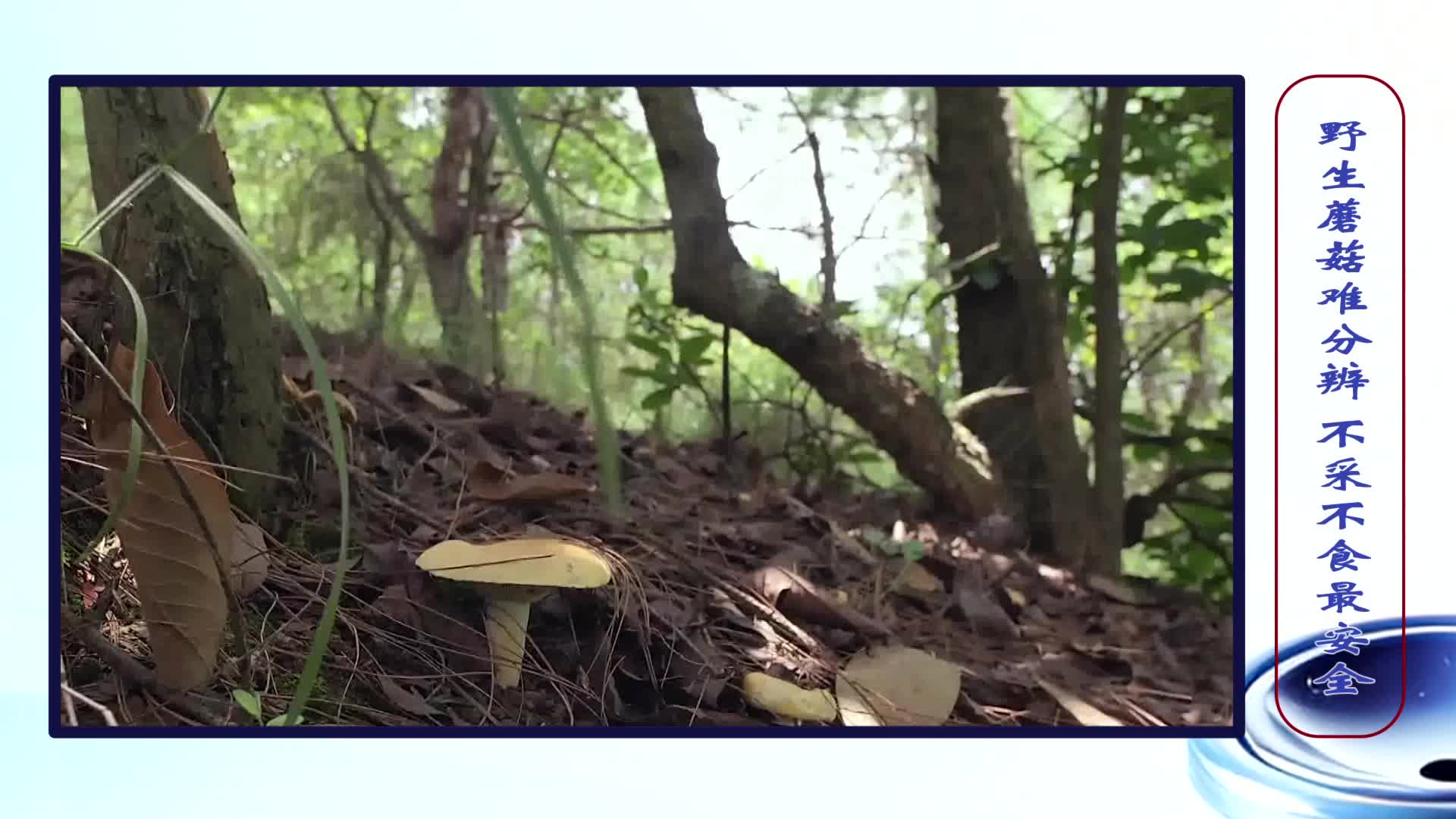 《第1健康》第294期：当心自然界的大“蘑”王